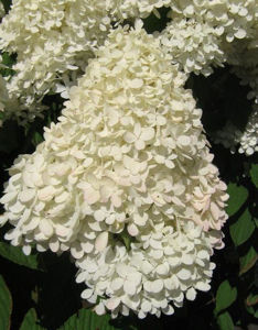 Obraz Hydrangea